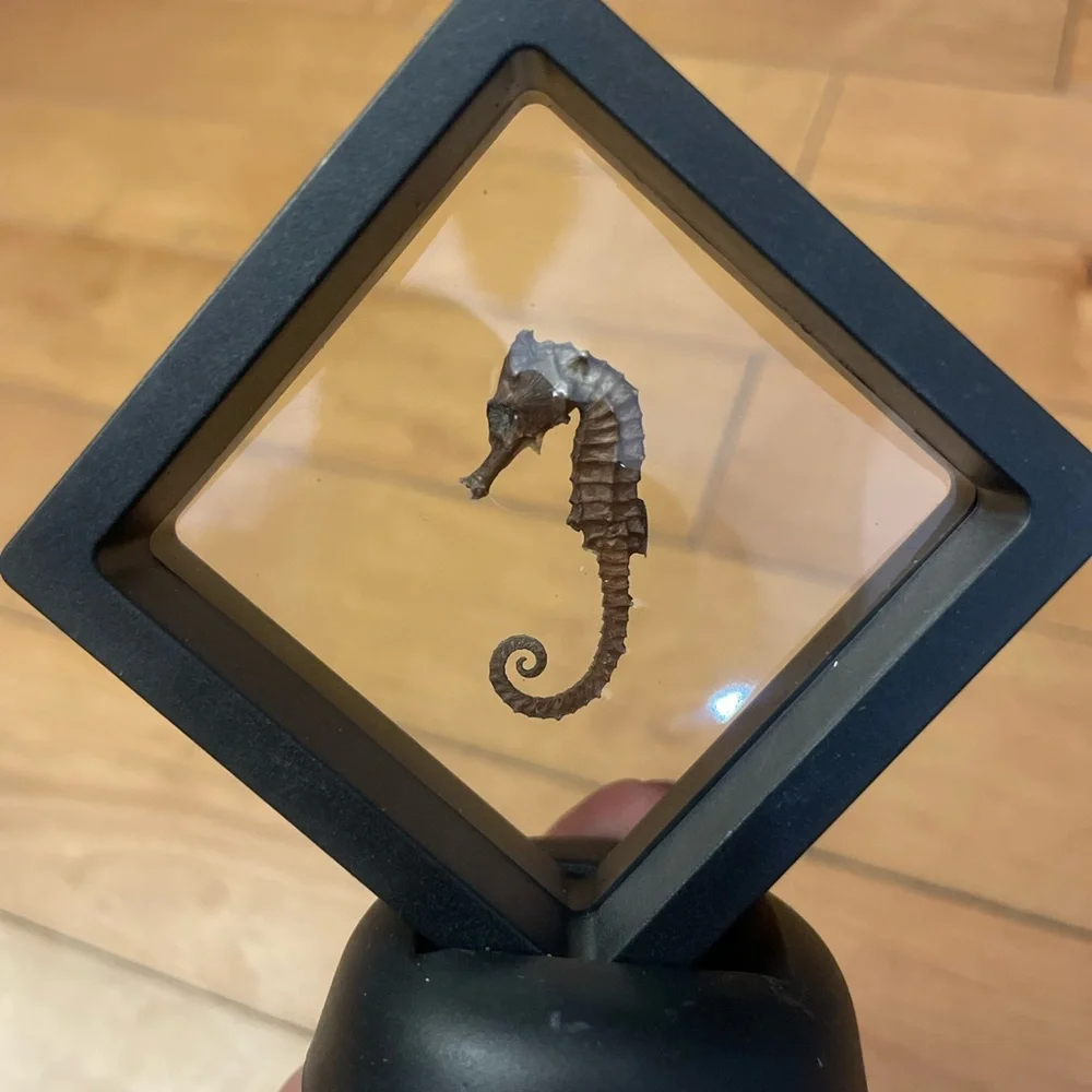Black Framed Floating Display with Dried Seahorse - Black